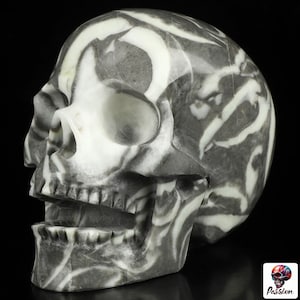 Raro fósil de almeja de concha, calavera de piedra colección SINGER / SchÄdel, Craneo, Singing Skull, Crystal Skull