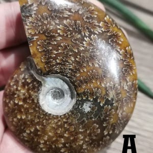 May include: A fossilized ammonite with a brown and white spiral shell pattern. The ammonite is polished and has a iridescent sheen.