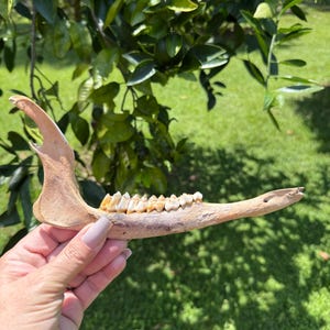 Whitetail Deer Jawbone