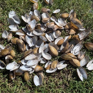 May include: A large collection of scattered, empty bivalve shells resting on green grass. The shells are primarily oval-shaped with smooth, tan-colored exteriors and bright white, concave interiors, showing various open and closed hinge positions.