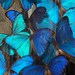MadameButterflyCo