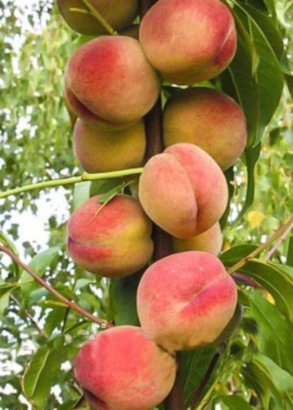 Columnar and Dwarf Fruit Trees 105 Free Age 3gift plant Etsy