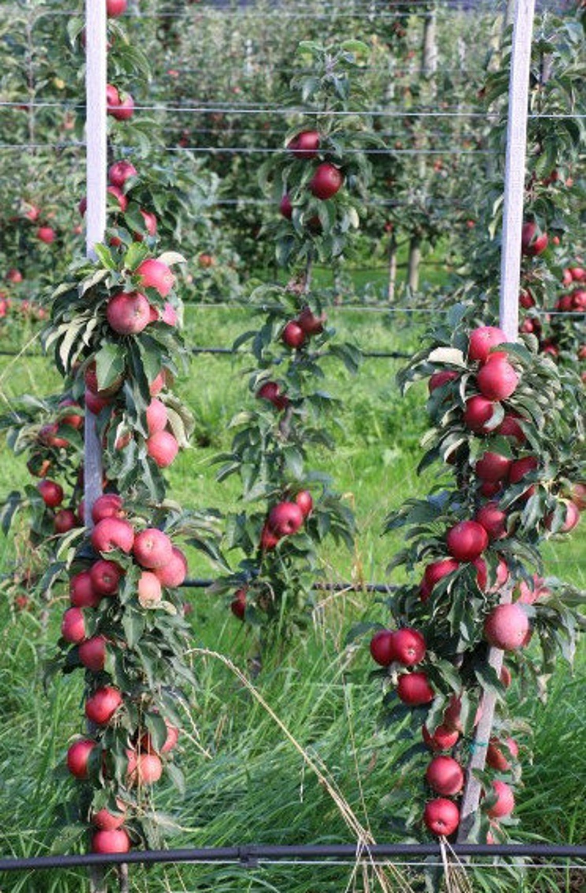 Columnar and Dwarf Fruit Trees 105 Free Age 3gift plant Etsy