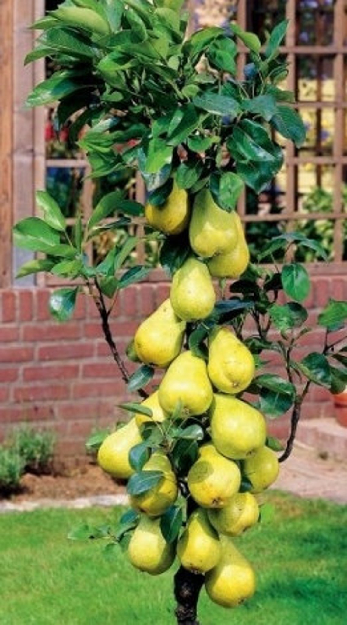 Columnar and Dwarf Fruit Trees 105 Free Age 3gift plant Etsy