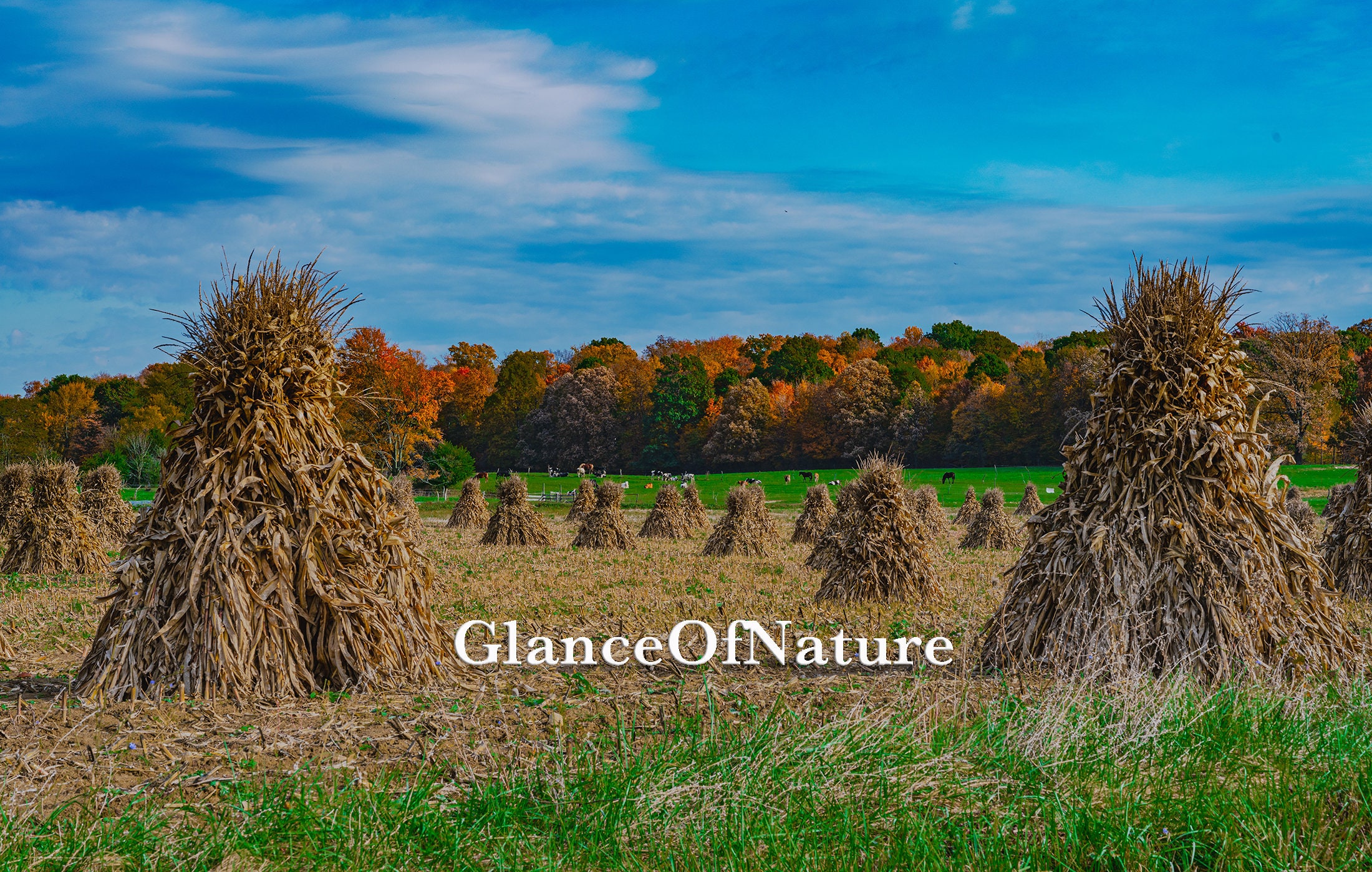 Corn Field Harvested In Ohio