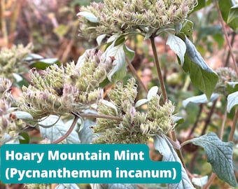 Hoary Mountain Mint (Pycnanthemum incanum), 100+ Seeds, Native Mint Species, Perennial