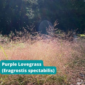 May include: A field of purple lovegrass (Ergrostis spectabilis) with delicate, pinkish-purple plumes. The image features the plant's name in a teal box. The background includes a dark green forest and sunlight.
