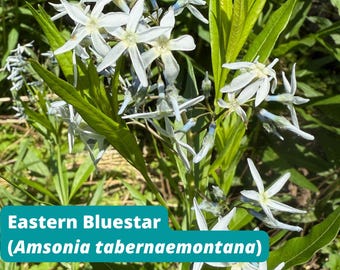 Eastern Bluestar (Amsonia tabernaemontana), 20+ Seeds, Native Perennial