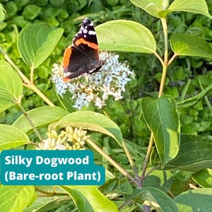 May include: A Red Admiral butterfly with black, white, and orange markings rests on a cluster of small white flowers. The butterfly is surrounded by green leaves and stems. The image includes the text "Silky Dogwood (Bare-root Plant)".