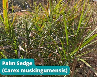 Palm Sedge Seeds, Carex muskingumensis, 75+ Seeds, Native Perennial Plant, Local Ecology