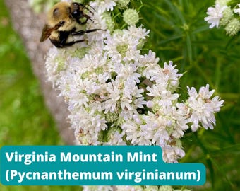 May include: A close-up of Virginia Mountain Mint (Pycnanthemum virginianum) with clusters of small white flowers. A bumblebee is perched on the flowers, with a green background. The text "Virginia Mountain Mint (Pycnanthemum virginianum)" is in a teal box.