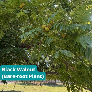 May include: A black walnut tree with green pinnate leaves and round, yellowish-green fruits hanging from the branches. A teal rectangular graphic overlay at the bottom contains the white text: Black Walnut (Bare-root Plant).