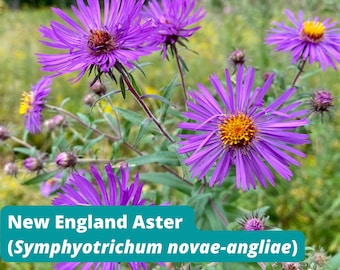 New England Aster, Symphyotrichum novae-angliae, 50+ Seeds, Native Plant, Perennial