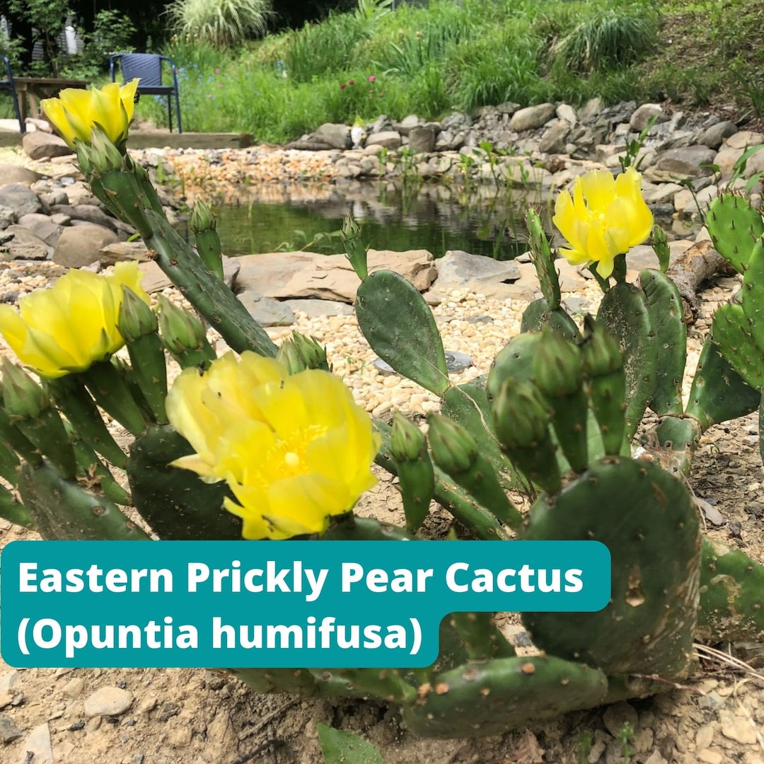 Eastern Prickly Pear Cactus Pads, Optuntia Humifusa Pads, Live Cactus