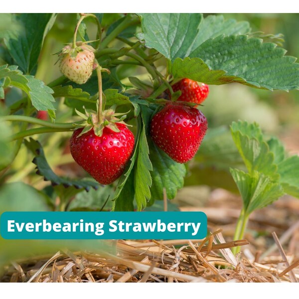 Strawberry Plants Bare Root Etsy