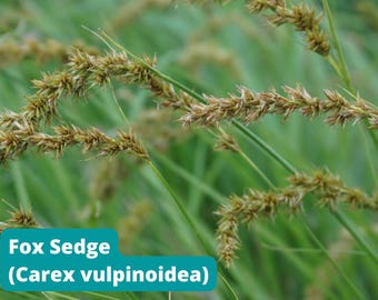 Fox Sedge, 100+ Seeds, Carex vulpinoidea, Native Perennial, Restoration Ecology