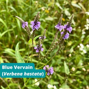 Blue Vervain, Verbena hastata, 250+ Seeds, Native Perennial, Support Local Ecosystems