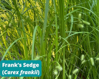 Frank's Sedge Seeds, Carex frankii, 100+ Seeds, Native Perennial Plant, Ecological Gardening