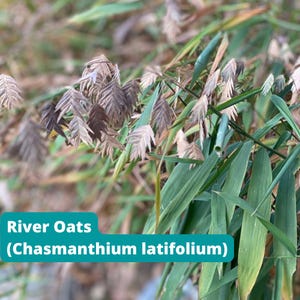 May include: Close-up of River Oats (Chasmanthium latifolium) with long, green leaves and clusters of brown and tan seed heads. The image is set against a blurred background of similar foliage.