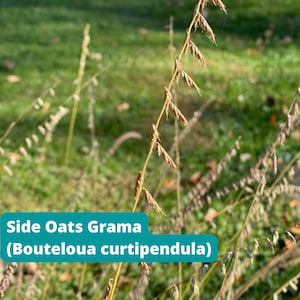 May include: Close-up of a tall, thin, brown grass plant with seed heads. The plant is identified as Side Oats Grama (Bouteloua curtipendula).