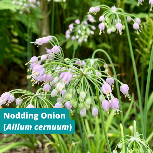 Nodding Onion, 45+ Seeds, Allium cernuum, Native Perennial Onion,