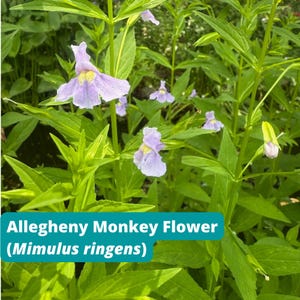 May include: Close-up of Allegheny Monkey Flower (Mimulus ringens) with light purple, monkey-faced flowers and vibrant green leaves. The image features several blooms in various stages, set against a backdrop of lush foliage. Text at the bottom reads "Allegheny Monkey Flower (Mimulus ringens)".