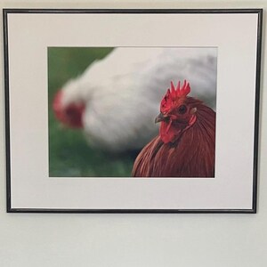 Rooster Photography Print: Bokeh Nature Photo, Matted Animal Art