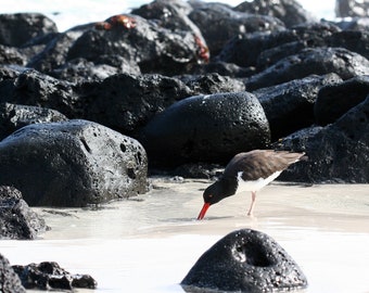 Oystercatcher on the Beach -- Nature Photography Print | Bird | Animal Photos | Galapagos | Matted Photo Print