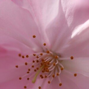 Pink Cherry Blossom Nature Photography Print Floral Photography Botanicals Pink Artwork Matted Photo Print Macro Photography image 1