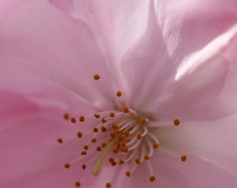 Pink Cherry Blossom -- Nature Photography Print | Floral Photography | Botanicals | Pink Artwork | Matted Photo Print | Macro Photography