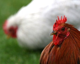 Chickens in Contrast -- Nature Photography Print | Roosters | Animals Photos | Bokeh | Matted Photo Print | Shallow Depth of Field