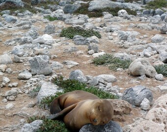 Sleeping Sea Lion Pup -- Nature Photography Print | Sea Lion | Animal Photos | Galapagos | Matted Photo Print