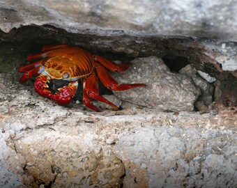 Hiding Sally Lightfoot Crab -- Nature Photography Print | Crab | Animal Photos | Galapagos | Matted Photo Print