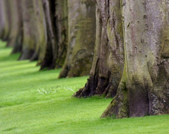 Row of Trees -- Nature Photography Print | Trees Photography | Green Artwork | Matted Photo Print