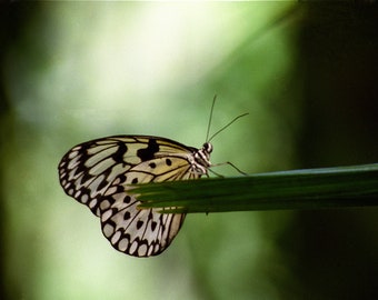 Butterfly & Bokeh -- Nature Photography Print | Butterfly Photography | Bokeh | Green Artwork | Matted Photo Print | Shot on Film