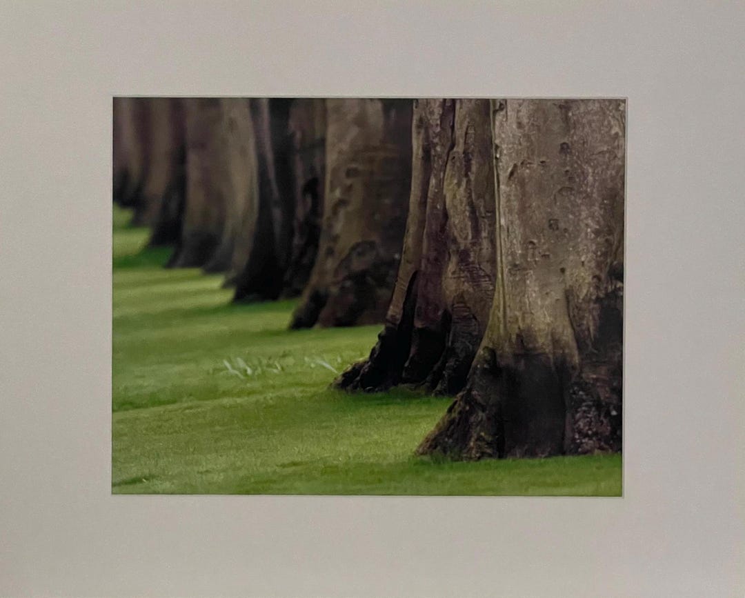 Row of Trees -- Nature Photography Print | Trees Photography | Green ...