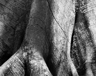 Black & White Tree Trunk in Tikal Guatemala - Black and White Photography Print | Matted Photo Print | Tree | Texture