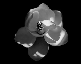 Magnolia Flower -- Nature Photography Print | Black & White Photography | Botanical | Matted Photo Print | Shot on Film