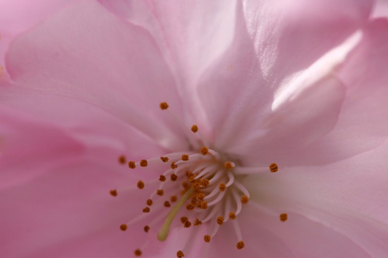 Pink Cherry Blossom Nature Photography Print Floral Photography Botanicals Pink Artwork Matted Photo Print Macro Photography image 1