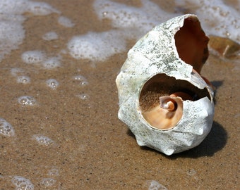 Nautilus Sea Shell in the Sand -- Photography Print | Beach Photography | Matted Photo Print