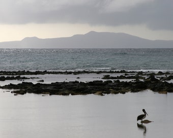 Pelican at Finch Bay Galapagos Islands -- Travel Photography | Nature Photography | Pelican | Animal Photos | Galapagos | Matted Photo Print