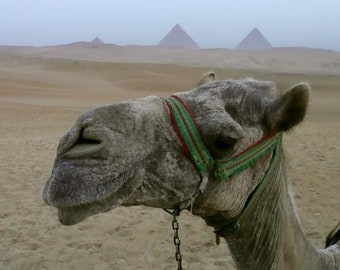 Camel & Pyramids -- Travel Photography Print | Egypt | Giza | Animal | Matted Photo Print