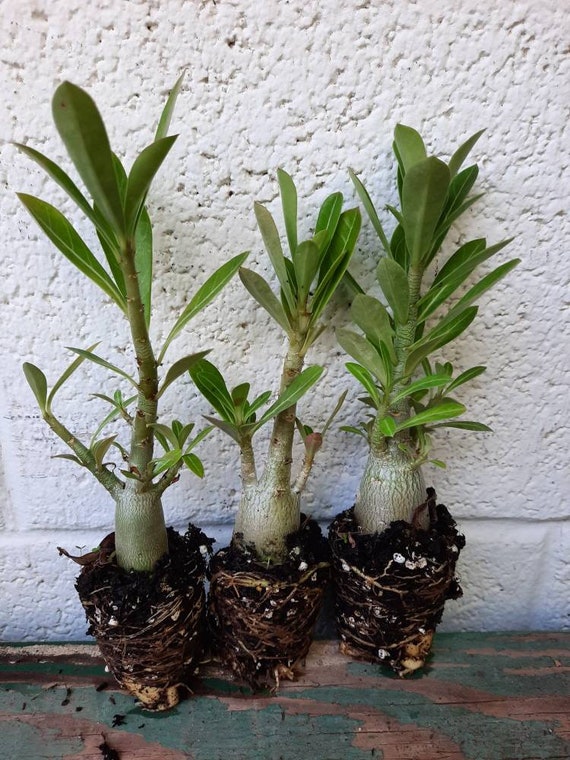 3 Multi Branch Adenium Obesum/desert Rose Plants. 5-7 Inch - Etsy