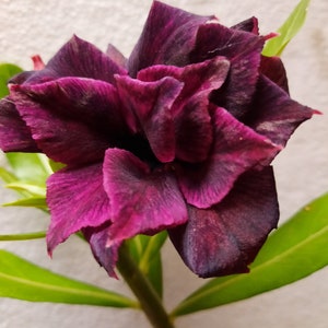 1 Grafted double &quot;Purple Fire&quot; Adenium /Desert Rose Plant. 5-7 inch Height. 1-2inch caudex. 10-15 month old plant. US grown and sold.