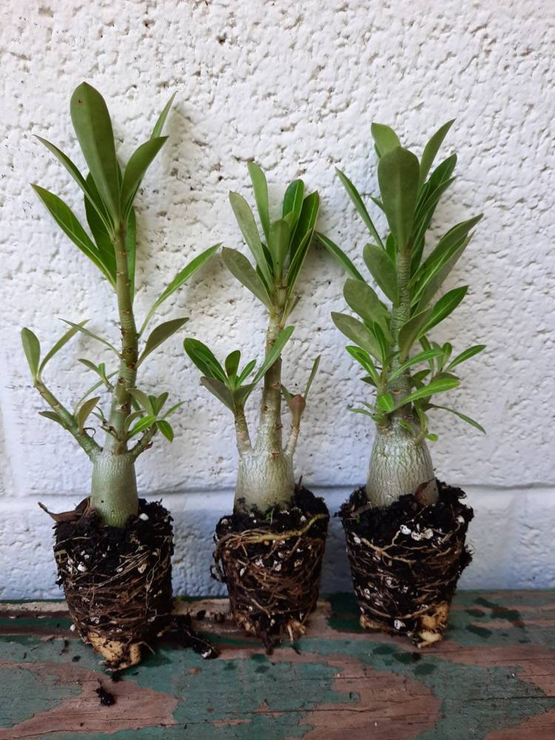 3 Multi Branch Adenium Obesum/desert Rose Plants. 4-6 Inch - Etsy