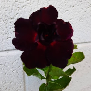 1 Grafted double&quot;BLACK PURPLE&quot; Adenium Obessum/Desert Rose Plant. 4-6 inch Height. 1-2inch caudex. 10-15 month old plant. US grown and sold.