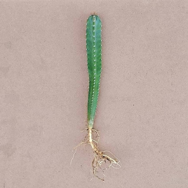1 Peruvian Apple Catus Plant, Cereus Repandus 8-10 inch height, 12 month old. Fast Shipping Time. Free Shipping. Grown in the USA/US Seller.