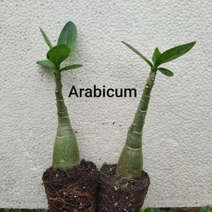 2 Adenium Arabicum 4-6 inches in height,  4-6 month old. Fast Shipping Time. Grown in the USA/US Seller.