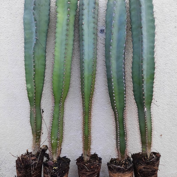 5 Peruvian Apple Cactus Plants, Cereus Repandus 12-14 inch height, 16 month old. Fast Shipping Time.  Grown in the USA/US Seller.