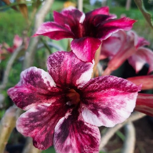 1 Grafted &quot;Violet Star&quot; Adenium Obessum/Desert Rose Plant. 5-7 inches Height. 1-2 inch caudex. 15-20 month old plant. US grown and sold.